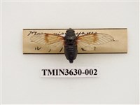 藏品(琉璃草蟬)的圖片